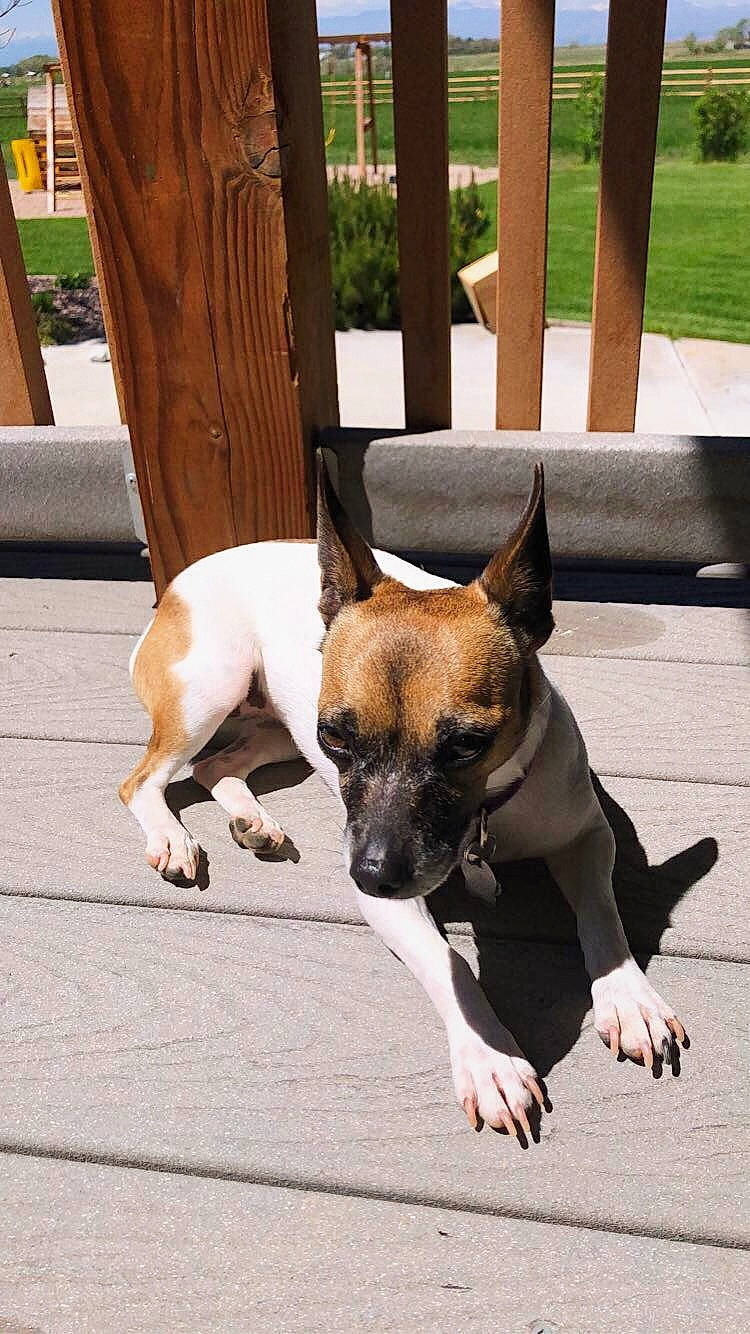 Olive is registered to the contest to win money with this photo: bull_terrier, canidae, carnivore, collar, companion_dog, dog, dog_breed, fawn, mammal, non_sporting_group, puppy, snout, vertebrate