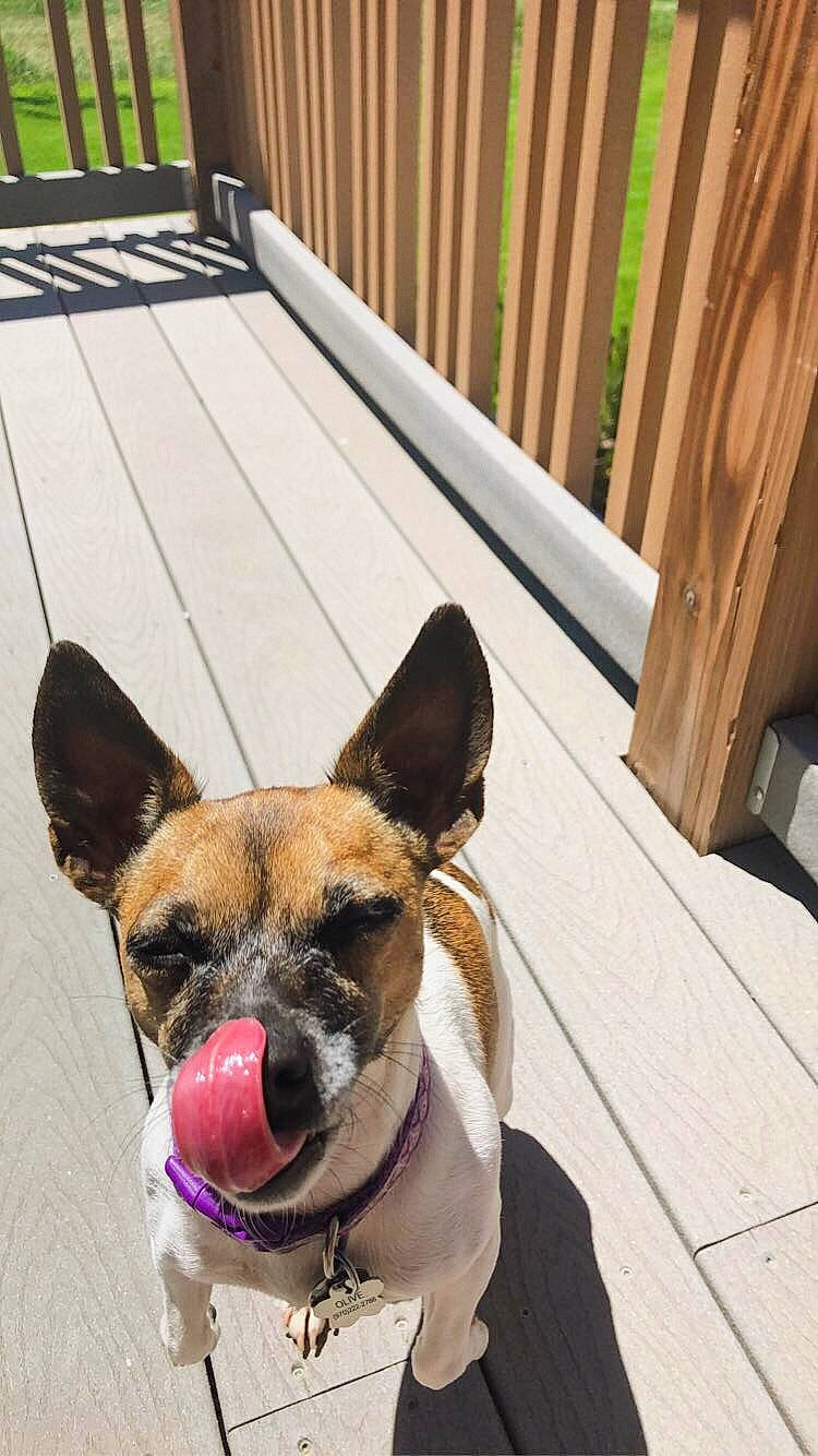 Olive is registered to the contest to win money with this photo: canidae, carnivore, companion_dog, dog, dog_breed, ear, fawn, french_bulldog, mammal, non_sporting_group, snout, toy_dog