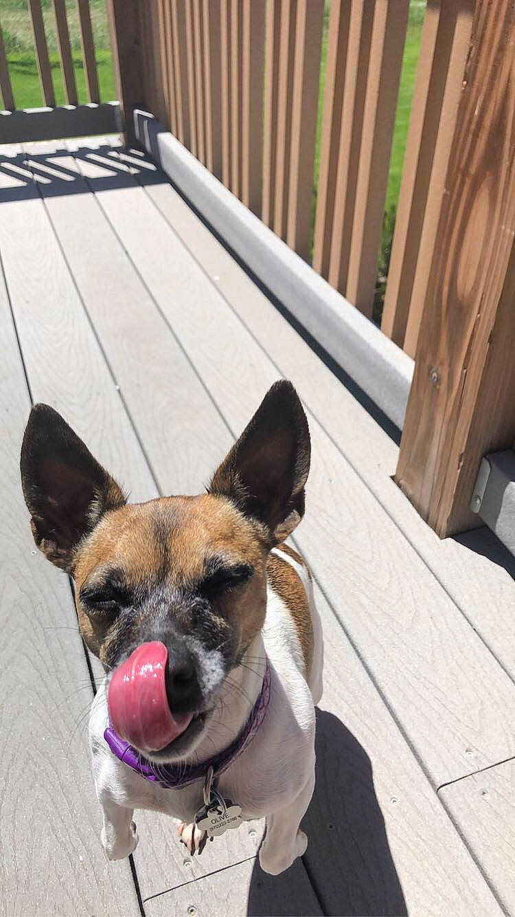 Olive is registered to the contest to win money with this photo: canidae, carnivore, companion_dog, dog, dog_breed, ear, fawn, french_bulldog, mammal, non_sporting_group, puppy, snout, toy_dog, vertebrate