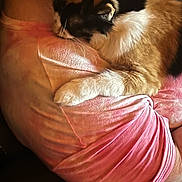 Freya is registered to the contest to win money with this photo: animal, cat, closeup, comfort, cozy, cuddle, domestic_animal, feline, friendship, fur, human, indoor, mammal, pet, pink_shirt, relaxation, resting, shoulder, snuggling, warmth