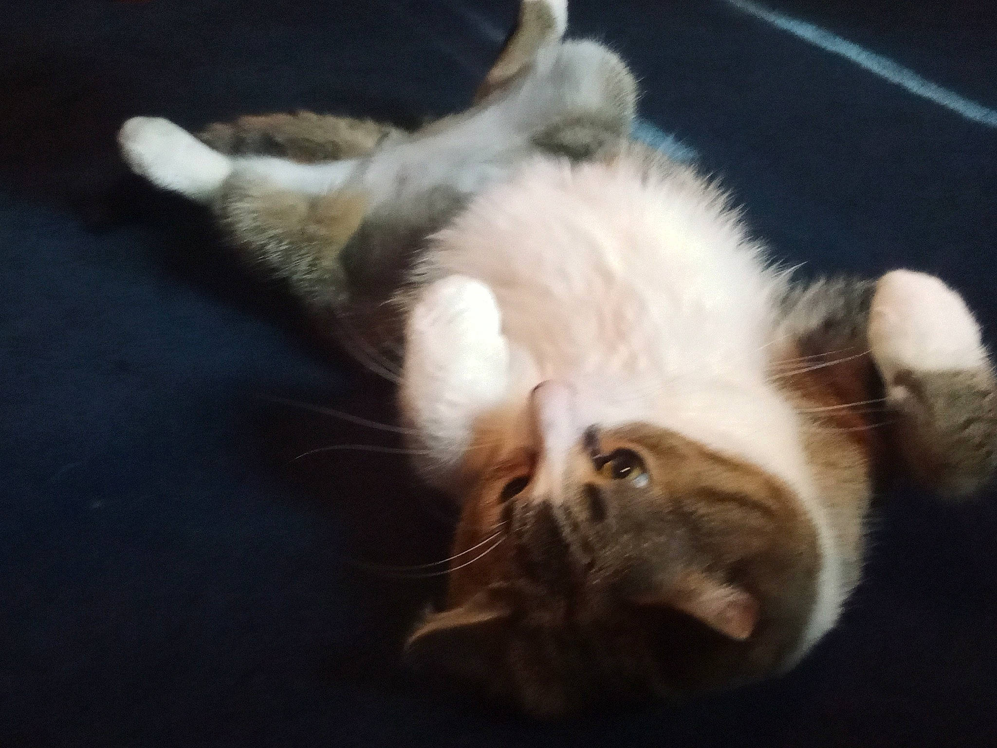 Lookie joined the competition — help win amazing prizes! carnivore, cat, claw, comfort, darkness, domestic_short_haired_cat, ear, felidae, foot, fur, paw, small_to_medium_sized_cats, snout, tail, whiskers