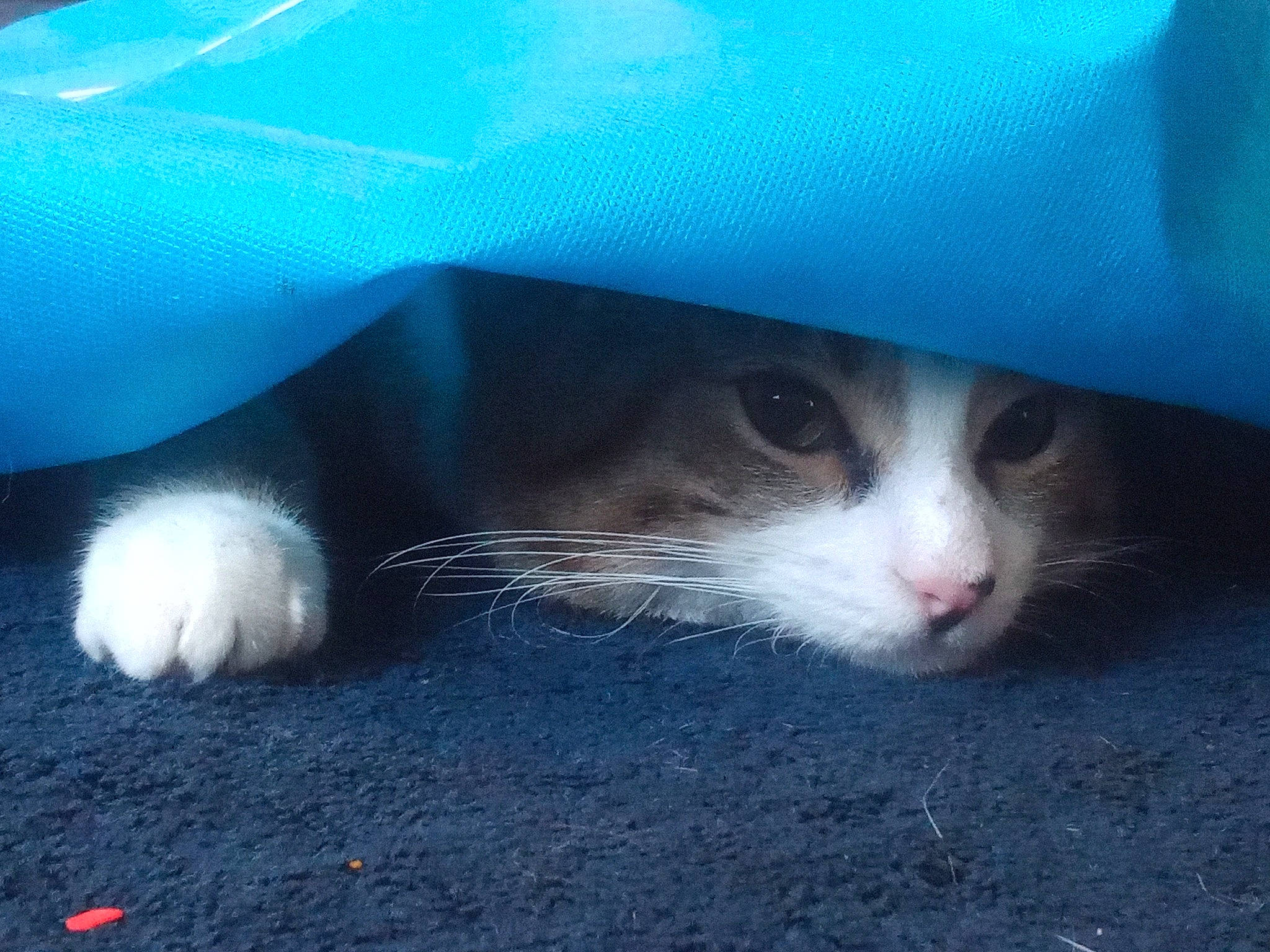 Lookie is registered to the contest to win money with this photo: art, carnivore, cat, comfort, domestic_short_haired_cat, electric_blue, felidae, fur, grass, hood, mammal, paw, small_to_medium_sized_cats, snout, tail, vertebrate, whiskers