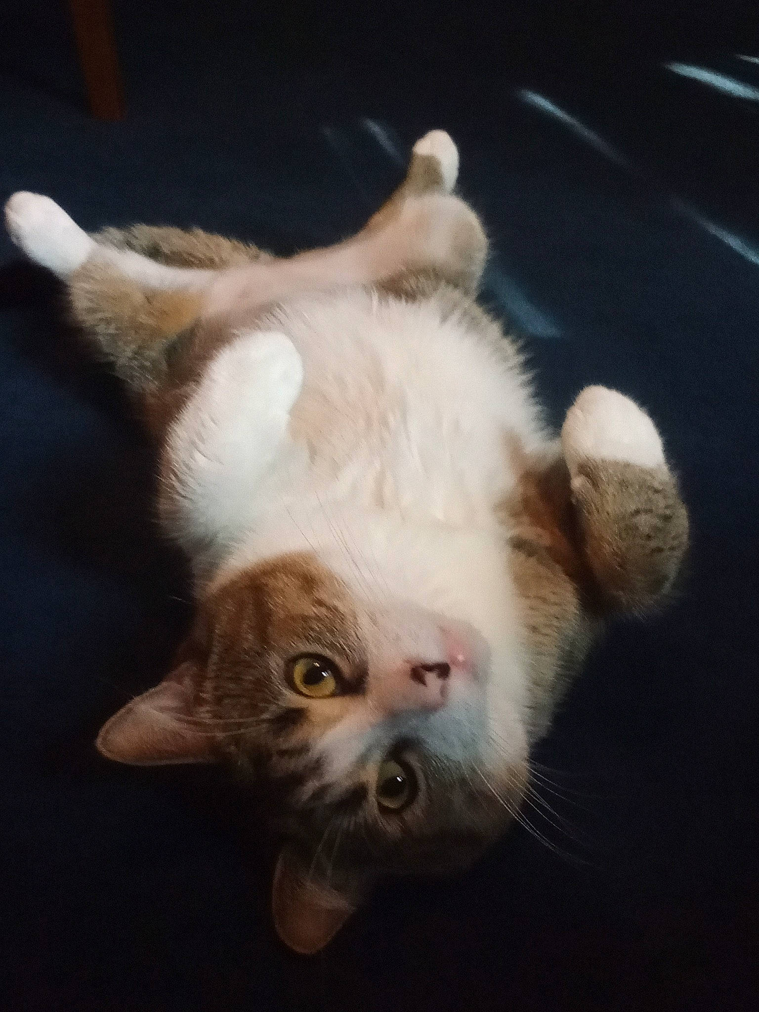 Lookie joined the competition — help win amazing prizes! carnivore, cat, claw, darkness, domestic_short_haired_cat, ear, fawn, felidae, fur, paw, small_to_medium_sized_cats, snout, tail, whiskers