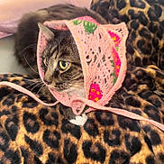 Tony Montana joined the competition — help win amazing prizes! cat, tabby_cat, leopard_print, blanket, crocheted_bonnet, pink, floral_pattern, pet, animal, whiskers, fur, domestic_cat, cute, cozy, indoor, closeup, resting, soft_texture, attentive, headwear