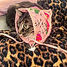 cat, tabby_cat, leopard_print, blanket, crocheted_bonnet, pink, floral_pattern, pet, animal, whiskers, fur, domestic_cat, cute, cozy, indoor, closeup, resting, soft_texture, attentive, headwear