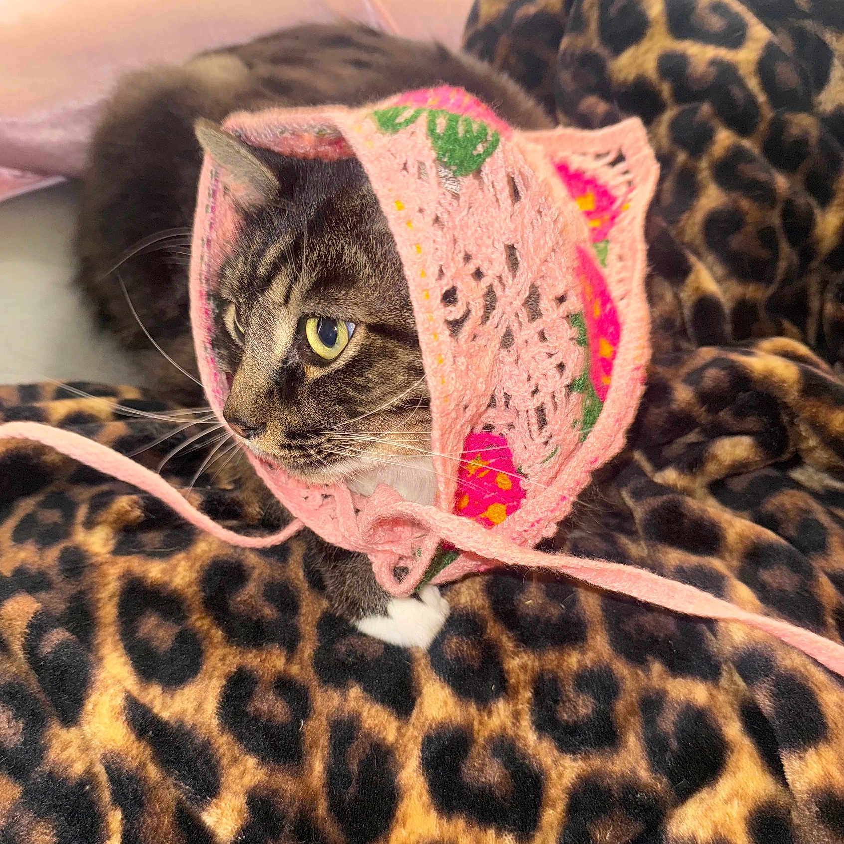 Tony Montana joined the competition — help win amazing prizes! cat, tabby_cat, leopard_print, blanket, crocheted_bonnet, pink, floral_pattern, pet, animal, whiskers, fur, domestic_cat, cute, cozy, indoor, closeup, resting, soft_texture, attentive, headwear