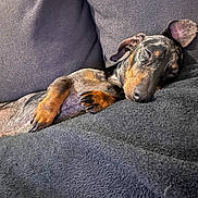 Snow participe au concours pour gagner de l'argent avec cette photo : animal, bed, blanket, canine, couch, cushion, dog, electronics, furniture, homedecor, hound, indoors, linen, person, pet, pointer, puppy, sleeping, snout, terrier