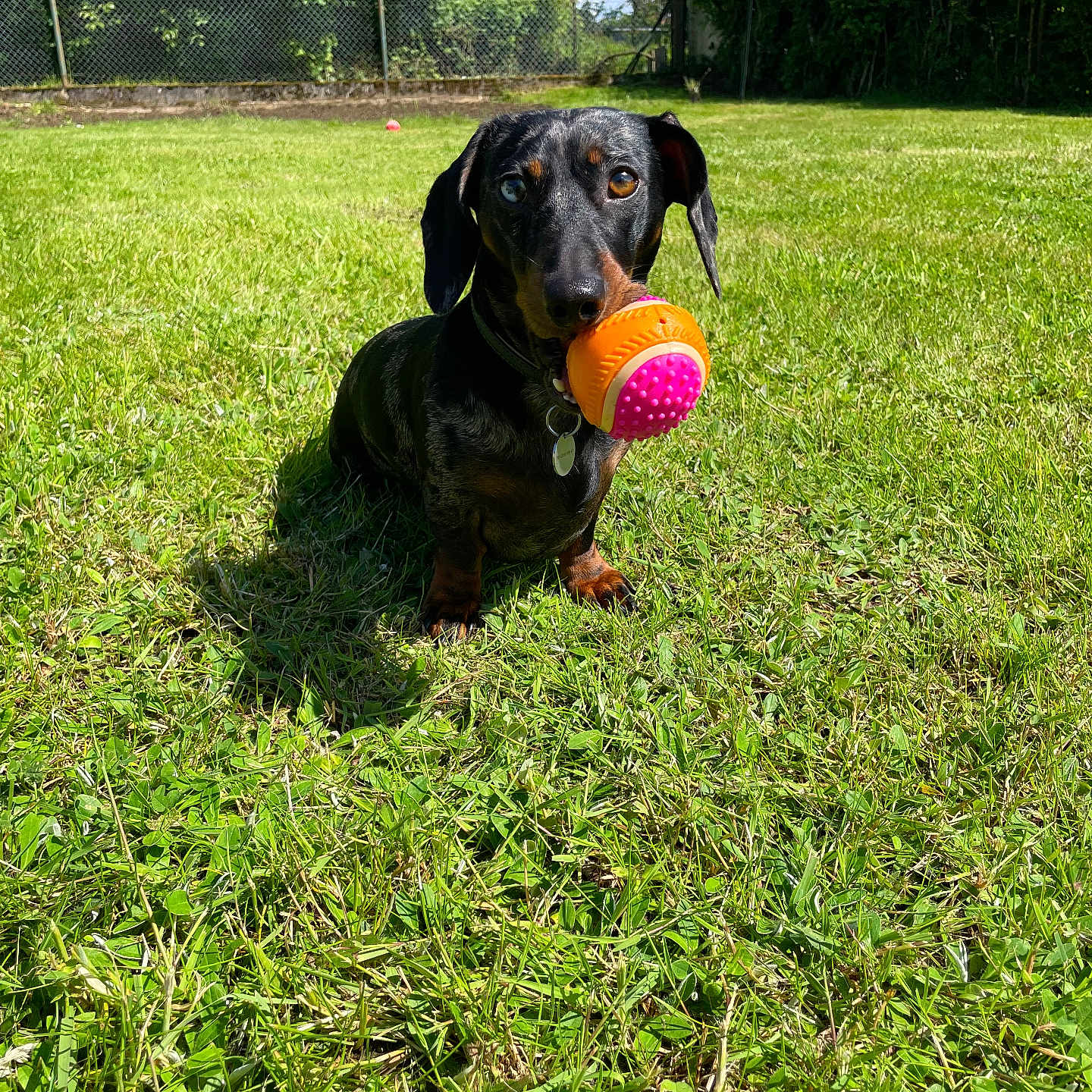 Snow a rejoint le concours — aidez-le/la à gagner de superbes lots ! animal, ball, canine, dog, field, grass, grassland, hound, lawn, nature, outdoors, pet, plant, puppy, sphere, sport, tennis, tennisball, tree, vegetation