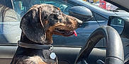 Snow a rejoint le concours — aidez-le/la à gagner de superbes lots ! adult, animal, architecture, building, canine, car, car_interior, carseat, dog, driving, female, hound, outdoors, person, pet, puppy, sedan, transportation, vehicle, woman