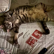 Jojo is registered to the contest to win money with this photo: cat, tabby_cat, bed, pillow, blanket, postage_stamp, eiffel_tower_print, fur, pet, animal, indoor, relaxed, lying_down, curious, cozy, feline, whiskers, tail, soft, domestic