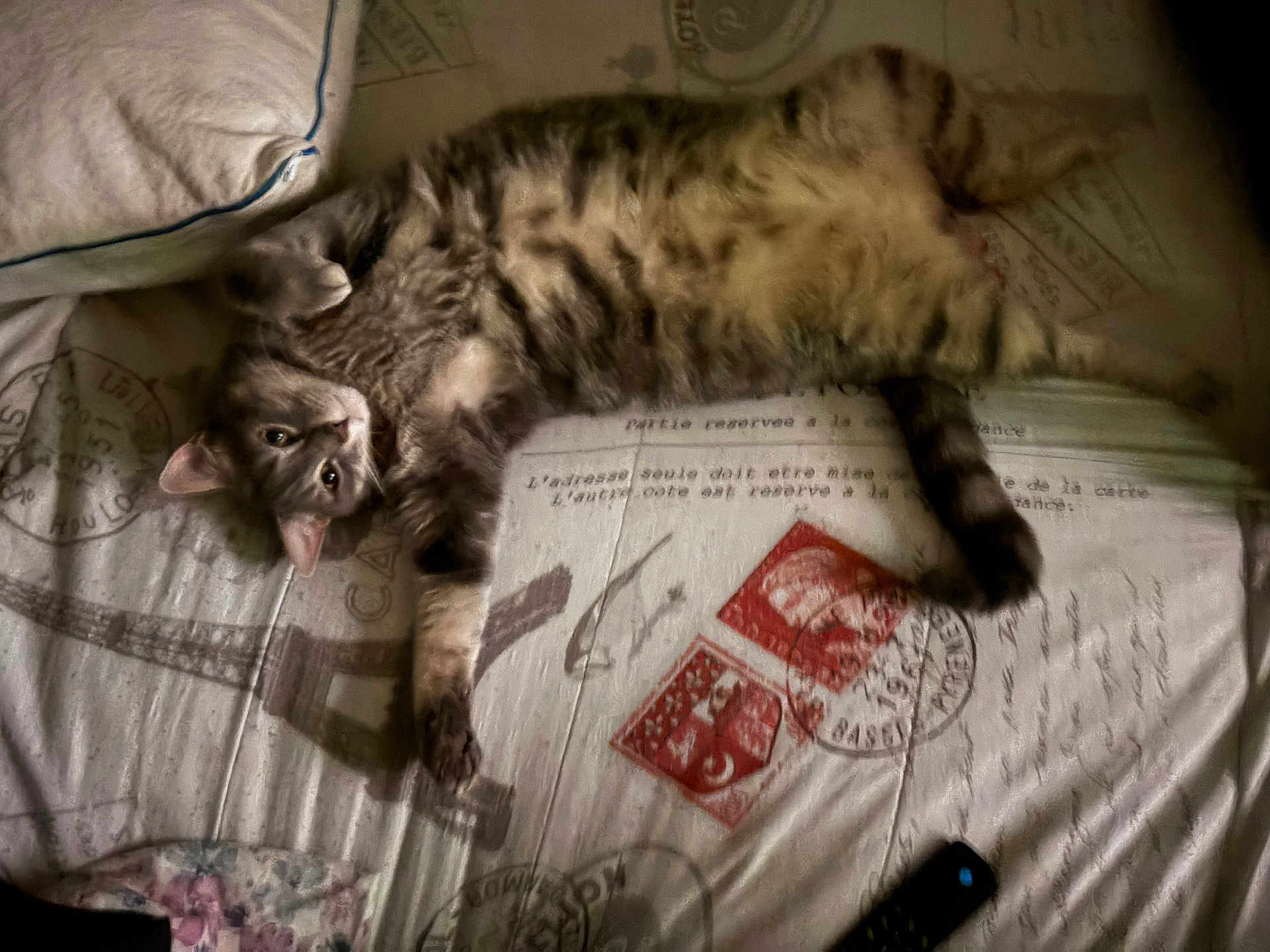 Jojo is registered to the contest to win money with this photo: cat, tabby_cat, bed, pillow, blanket, postage_stamp, eiffel_tower_print, fur, pet, animal, indoor, relaxed, lying_down, curious, cozy, feline, whiskers, tail, soft, domestic