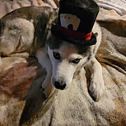 Scarlett joined the competition — help win amazing prizes! dog, husky, siberian_husky, pet, hat, top_hat, blue_eyes, paws, nose, fur, blanket, bed, lying_down, sleepy, portrait, closeup, indoors, cozy, accessory, costume