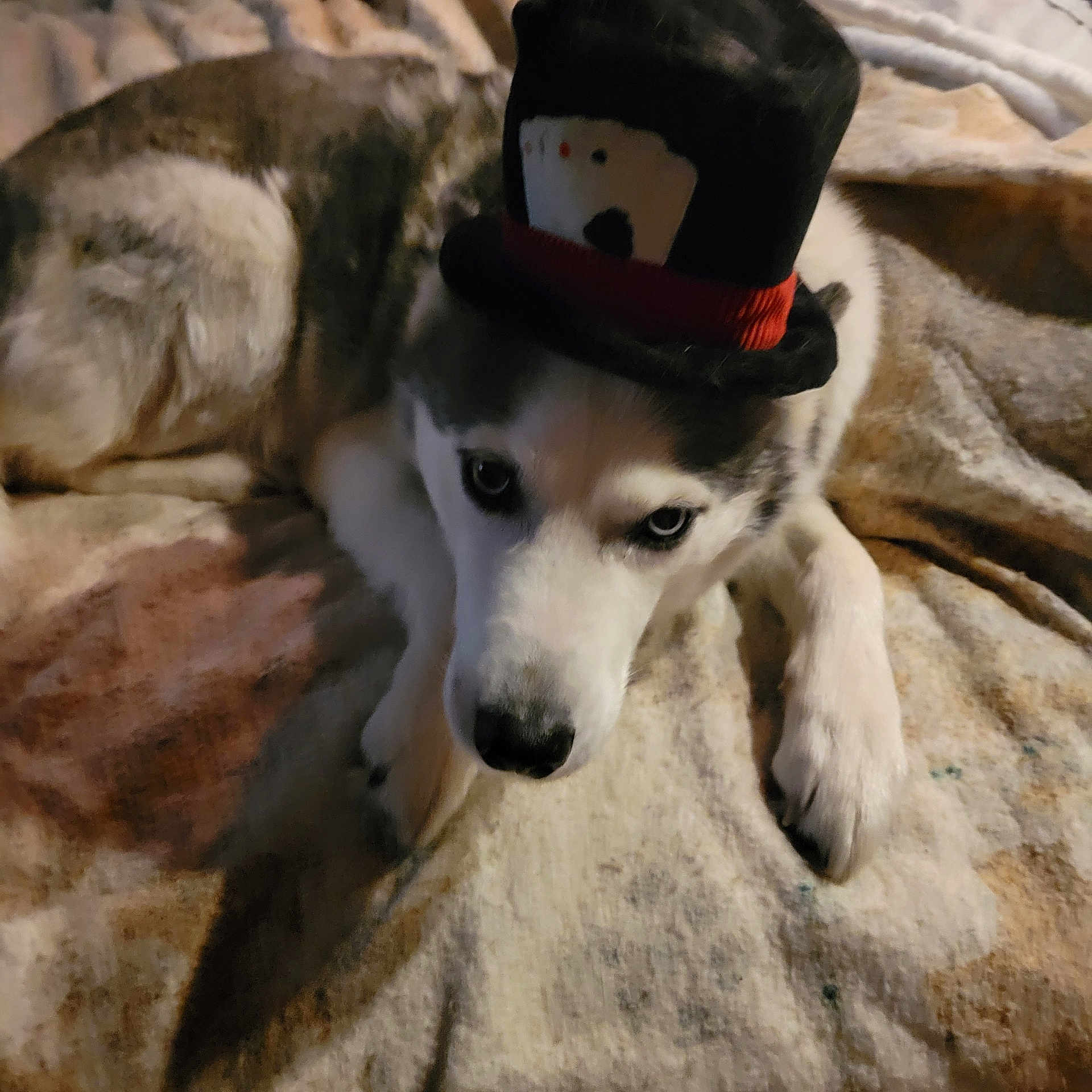 Scarlett joined the competition — help win amazing prizes! dog, husky, siberian_husky, pet, hat, top_hat, blue_eyes, paws, nose, fur, blanket, bed, lying_down, sleepy, portrait, closeup, indoors, cozy, accessory, costume