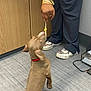 Mydas Touch is registered to the contest to win money with this photo: animal, bracelets, brown_dog, cabinet, clothing, curious, dog, floor, hand, indoor, interaction, kneeling, person, pet, puppy, red_collar, shoes, tiles, treat, waiting
