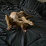Mydas Touch is registered to the contest to win money with this photo: animal, bed, black_bedspread, brown_dog, canine, comfort, cozy, cute, dog, domestic_animal, fur, indoor, lying_down, mammal, paws, pet, playful, relaxed, resting, sleepy