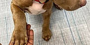 Mydas Touch joined the competition — help win amazing prizes! animal, bracelets, brown_dog, canine, close_up, collar, cute, dog, floor, friendly, hand, human, indoor, interaction, paw, pet, puppy, tattoo, texture, young_dog