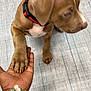 animal, bracelets, brown_dog, canine, close_up, collar, cute, dog, floor, friendly, hand, human, indoor, interaction, paw, pet, puppy, tattoo, texture, young_dog