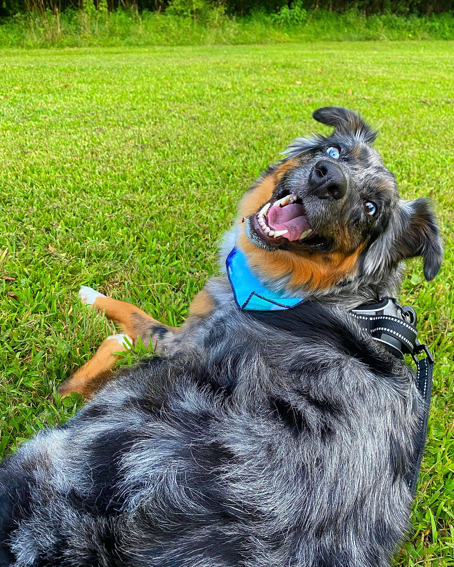 Rylie is registered to the contest to win money with this photo: carnivore, collar, companion_dog, dog, dog_breed, dog_collar, dog_supply, fashion_accessory, fawn, fur, grass, green, lawn, leash, pet_supply, plant, snout, sporting_group, tail, working_animal