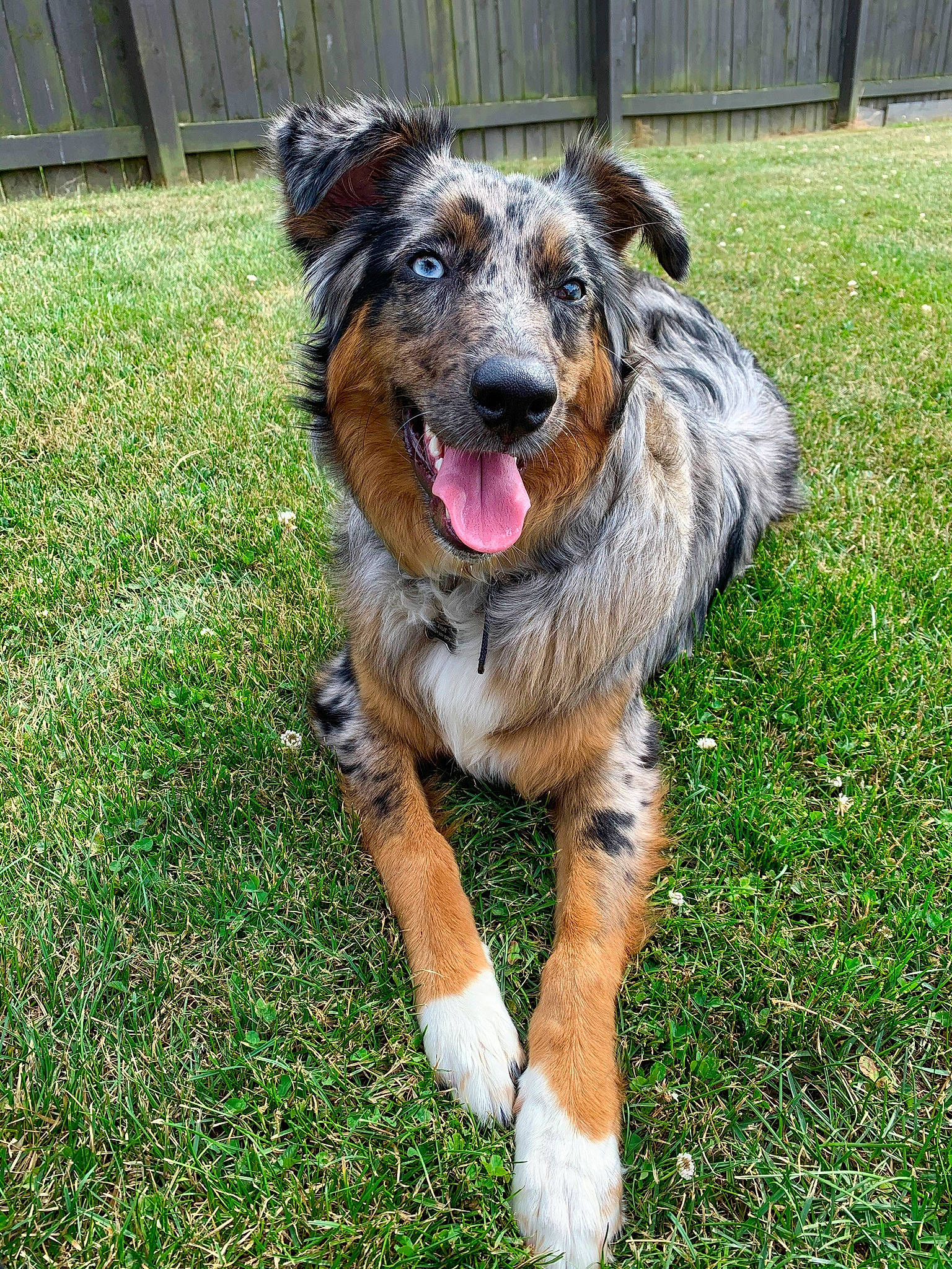 Rylie is registered to the contest to win money with this photo: canidae, carnivore, collar, companion_dog, corgi_chihuahua, dog, dog_breed, fawn, fence, fur, grass, herding_dog, plant, snout, sporting_group, terrestrial_animal, terrier, whiskers, working_animal, working_dog