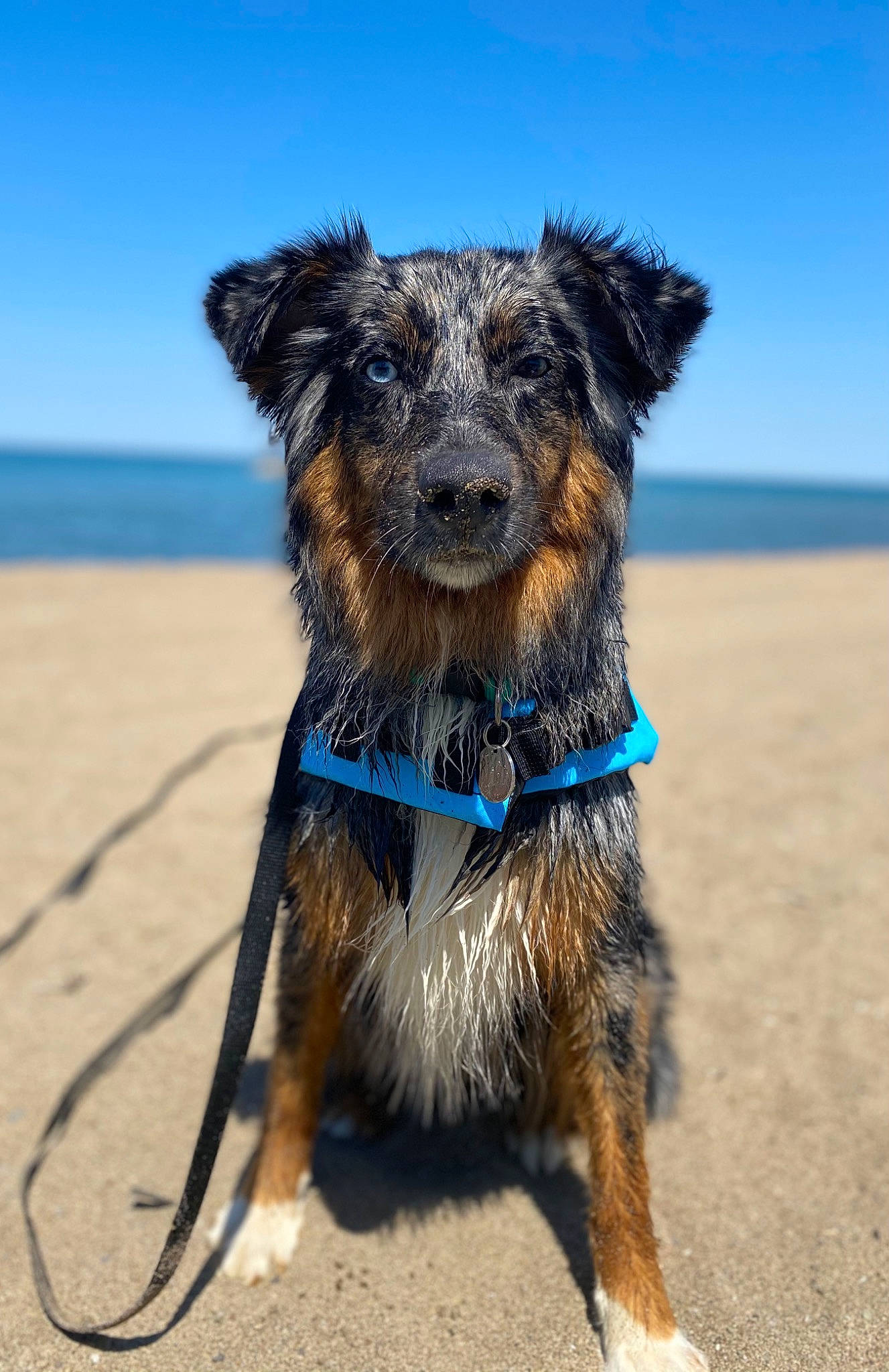 Rylie joined the competition — help win amazing prizes! carnivore, collar, companion_dog, dog, dog_breed, dog_collar, dog_supply, electric_blue, fashion_accessory, fawn, fur, leash, pet_supply, sky, snout, tail, terrier, water, water_dog, working_animal