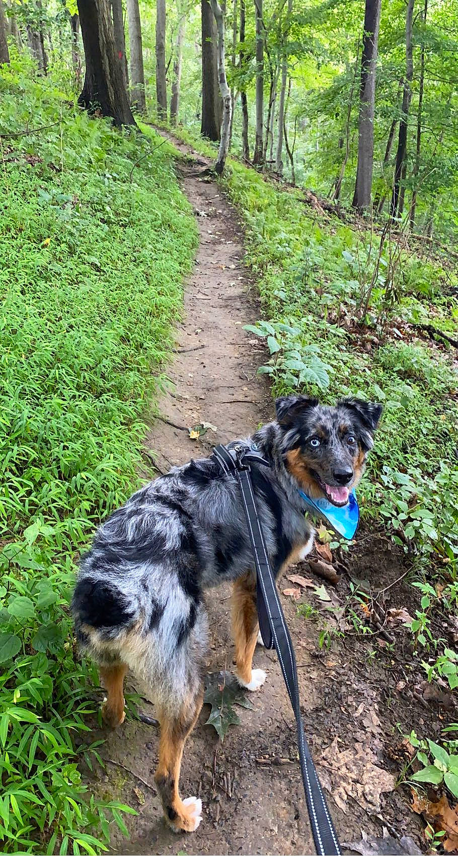 Rylie is registered to the contest to win money with this photo: carnivore, companion_dog, dog, dog_breed, forest, grass, jungle, leash, leonberger, natural_landscape, old_growth_forest, plant, sporting_group, tail, temperate_broadleaf_and_mixed_forest, terrestrial_plant, trail, tree, woodland, working_animal