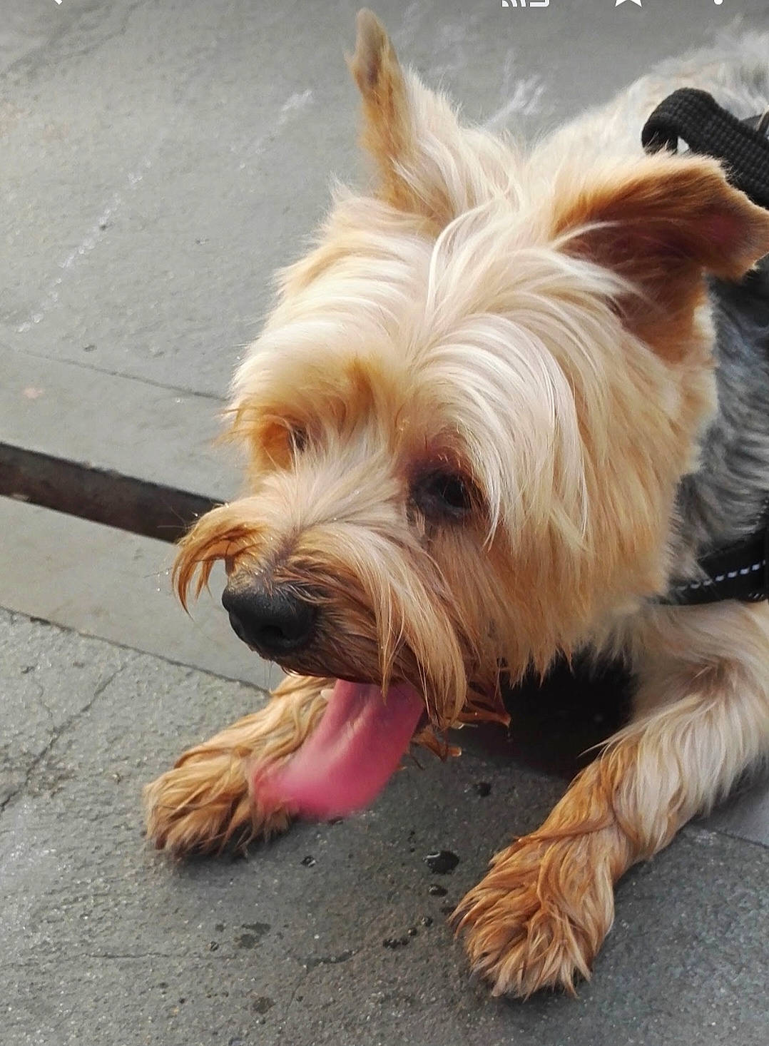 Ice Tea participe au concours pour gagner de l'argent avec cette photo : asphalt, australian_terrier, biewer_terrier, blond, canidae, carnivore, companion_dog, dog, dog_breed, dog_supply, fur, liver, road_surface, small_terrier, sporting_group, terrier, toy_dog, working_terrier, yorkipoo, yorkshire_terrier