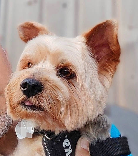 Ice Tea participe au concours pour gagner de l'argent avec cette photo : biewer_terrier, canidae, carnivore, collar, companion_dog, dog, dog_breed, dog_collar, dog_supply, ear, fur, non_sporting_group, small_terrier, snout, sporting_group, terrestrial_animal, toy_dog, whiskers, working_animal