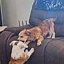 Otto Jinx joined the competition — help win amazing prizes! animal, blanket, brown, canine, chair, cute, dog, domestic, fur, furniture, home, indoor, interaction, light, living_room, pet, playing, recliner, two_animals, window