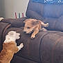 Otto Jinx is registered to the contest to win money with this photo: activity, animal, blurred, brown, couch, cute, dog, fun, furniture, home, indoor, interaction, leather_couch, living_room, motion_blur, pet, pets, playing, puppy, two_dogs