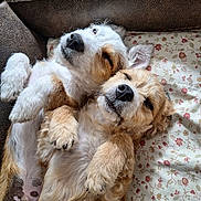 Otto Jinx is registered to the contest to win money with this photo: adorable, animal, brown, closeup, couch, cushion, cute, dogs, fluffy, fur, indoor, nose, paw, pet, puppies, relaxed, resting, sleeping, snuggling, white