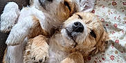 Otto Jinx is registered to the contest to win money with this photo: adorable, animal, brown, closeup, couch, cushion, cute, dogs, fluffy, fur, indoor, nose, paw, pet, puppies, relaxed, resting, sleeping, snuggling, white