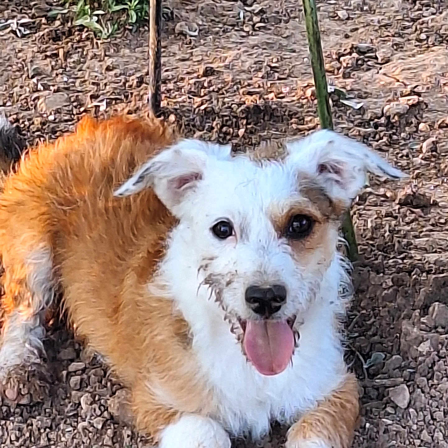 Otto joined the competition — help win amazing prizes! animal, canine, closeup, companion, cute, dog, ears, friendly, fur, gravel, ground, happy, muddy, nature, outdoor, pet, playful, resting, smiling, tongue_out