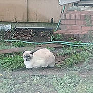Rain is registered to the contest to win money with this photo: animal, backyard, brick_steps, cat, door, feline, garden_hose, grass, greenery, nature, outdoor, pet, plant, quiet, quiet_moment, resting, sleepy, soil, wall, yard