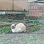 animal, backyard, brick_steps, cat, door, feline, garden_hose, grass, greenery, nature, outdoor, pet, plant, quiet, quiet_moment, resting, sleepy, soil, wall, yard