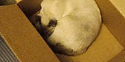 Rain joined the competition — help win amazing prizes! animal, box, brown, cardboard_box, cat, cozy, curled_up, domestic_animal, feline, floor, fur, home, indoor, pet, quiet, relaxed, resting, sleeping, snug, wooden_floor