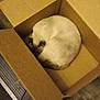 animal, box, brown, cardboard_box, cat, cozy, curled_up, domestic_animal, feline, floor, fur, home, indoor, pet, quiet, relaxed, resting, sleeping, snug, wooden_floor