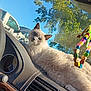 animal, beads, blue_sky, car_interior, cat, closeup, cute, dashboard, daytime, ears, fur, nature, pet, relaxing, siamese_cat, sunlight, trees, vehicle, whiskers, window