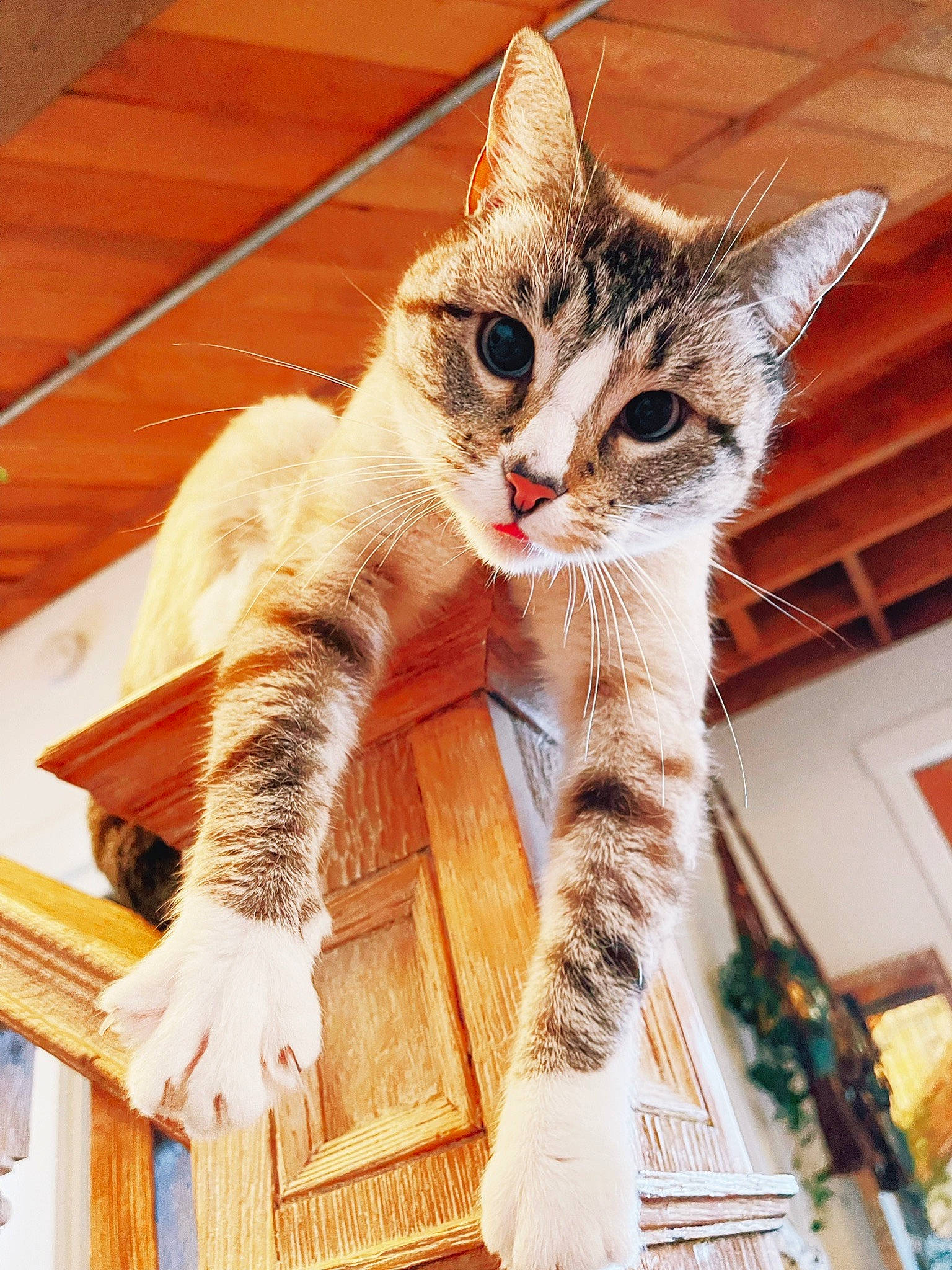 Fern is registered to the contest to win money with this photo: carnivore, cat, claw, comfort, domestic_short_haired_cat, fawn, felidae, flooring, foot, fur, hardwood, human_leg, leg, paw, sitting, small_to_medium_sized_cats, snout, tail, whiskers, wood