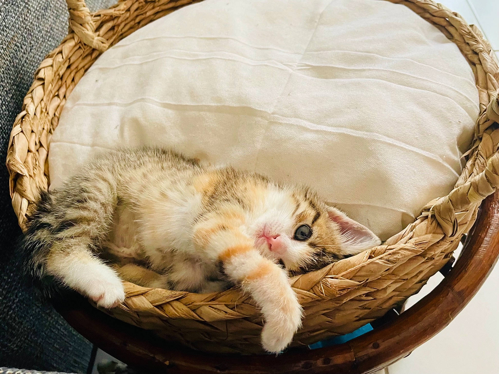 Sanka participe au concours pour gagner de l'argent avec cette photo : bag, basket, carnivore, cat, claw, comfort, domestic_short_haired_cat, fashion_accessory, fawn, felidae, fur, home_accessories, linens, nap, paw, small_to_medium_sized_cats, storage_basket, tail, whiskers, wicker