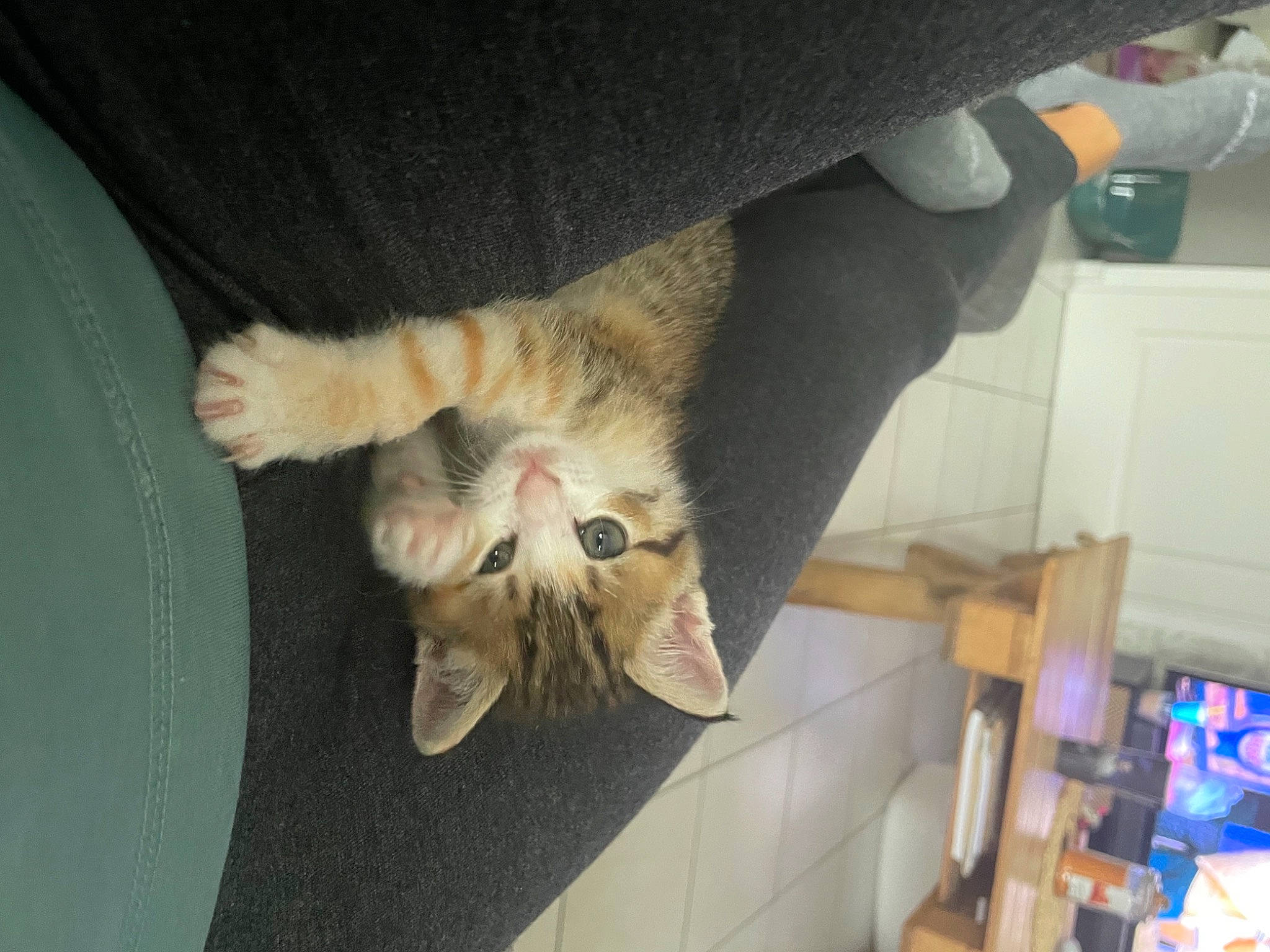 Sanka a rejoint le concours — aidez-le/la à gagner de superbes lots ! canidae, carnivore, cat, claw, comfort, companion_dog, dog_breed, domestic_short_haired_cat, fawn, felidae, fur, lap, paw, room, small_to_medium_sized_cats, sporting_group, tail, whiskers, wood