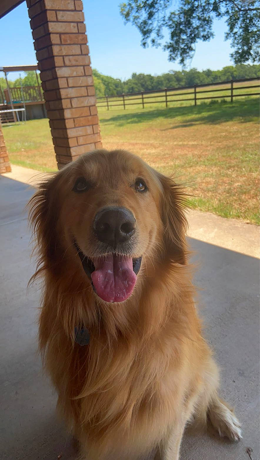 Dexter is registered to the contest to win money with this photo: carnivore, companion_dog, dog, dog_breed, fang, fawn, fence, fur, jaw, plant, shout, sky, snout, sporting_group, tree, whiskers, working_animal, working_dog