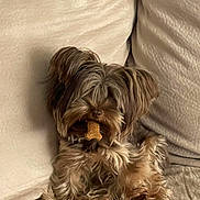 Coco joined the competition — help win amazing prizes! dog, small_dog, couch, treat, bone_shaped_treat, pet, fluffy, brown_fur, beige_background, indoor, cute, sitting, animal, companion, relaxed, furry, paw, adorable, snack, cozy