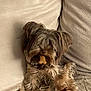 dog, small_dog, couch, treat, bone_shaped_treat, pet, fluffy, brown_fur, beige_background, indoor, cute, sitting, animal, companion, relaxed, furry, paw, adorable, snack, cozy
