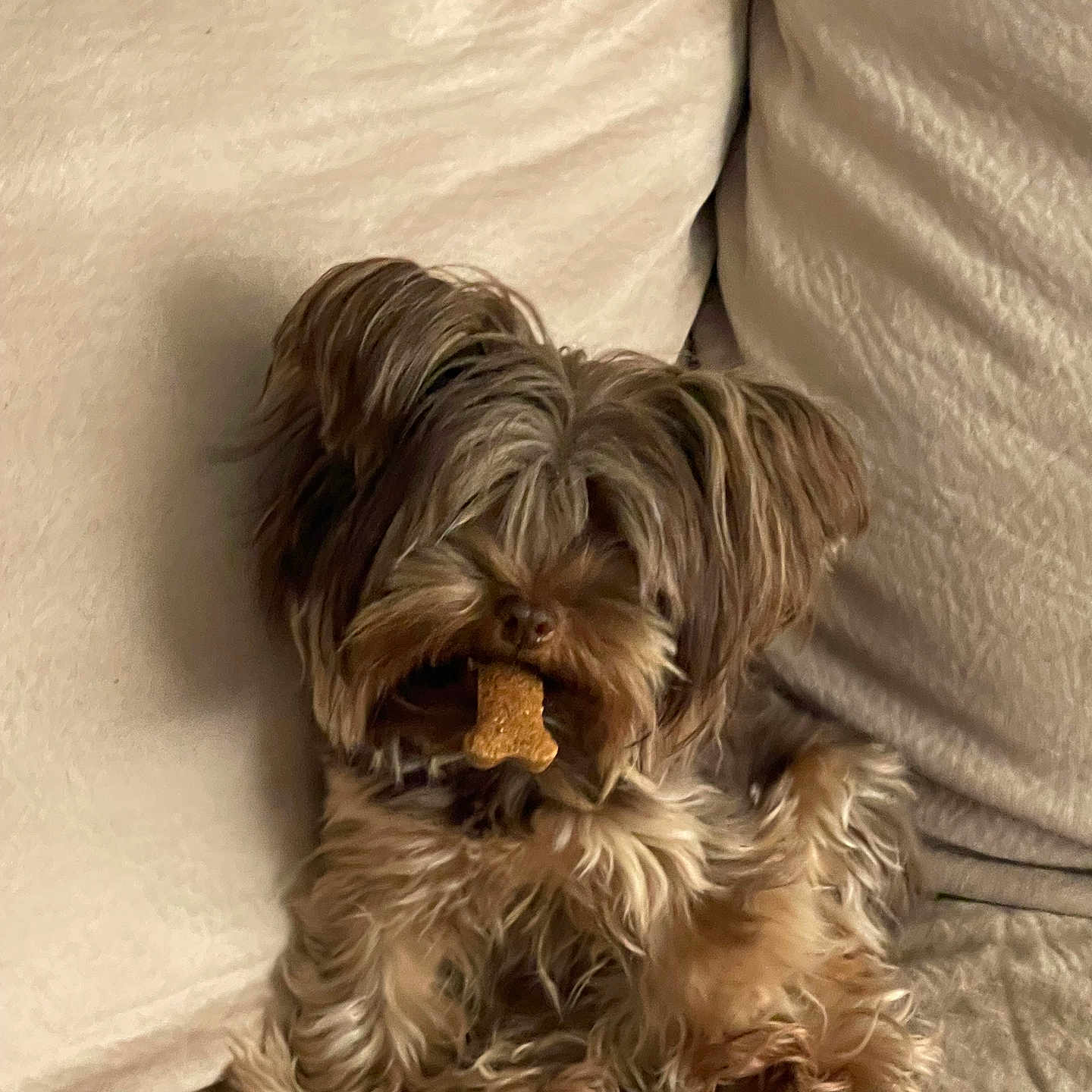 Coco joined the competition — help win amazing prizes! adorable, animal, beige_background, bone_shaped_treat, brown_fur, companion, couch, cozy, cute, dog, fluffy, furry, indoor, paw, pet, relaxed, sitting, small_dog, snack, treat