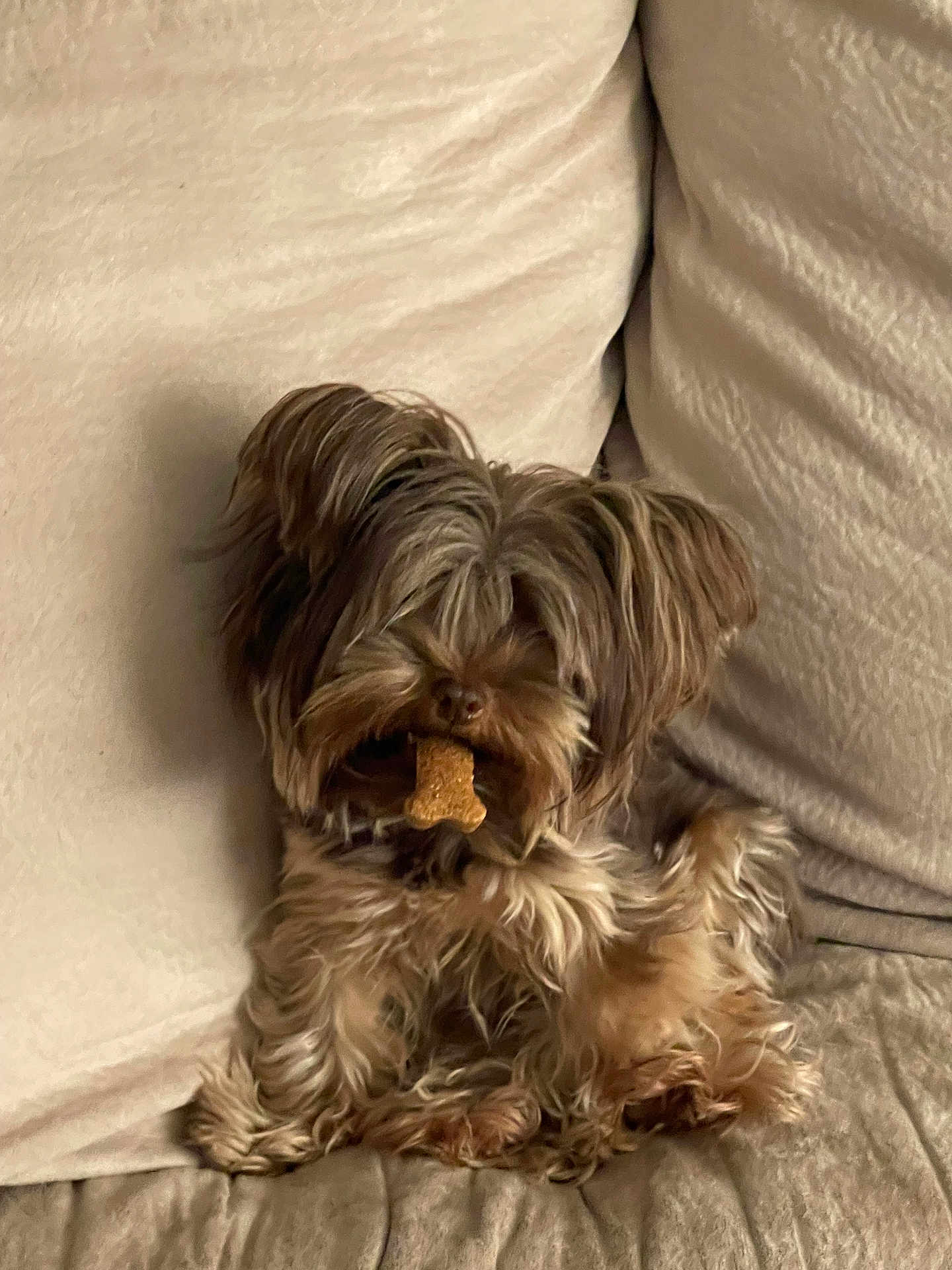 Coco joined the competition — help win amazing prizes! dog, small_dog, couch, treat, bone_shaped_treat, pet, fluffy, brown_fur, beige_background, indoor, cute, sitting, animal, companion, relaxed, furry, paw, adorable, snack, cozy