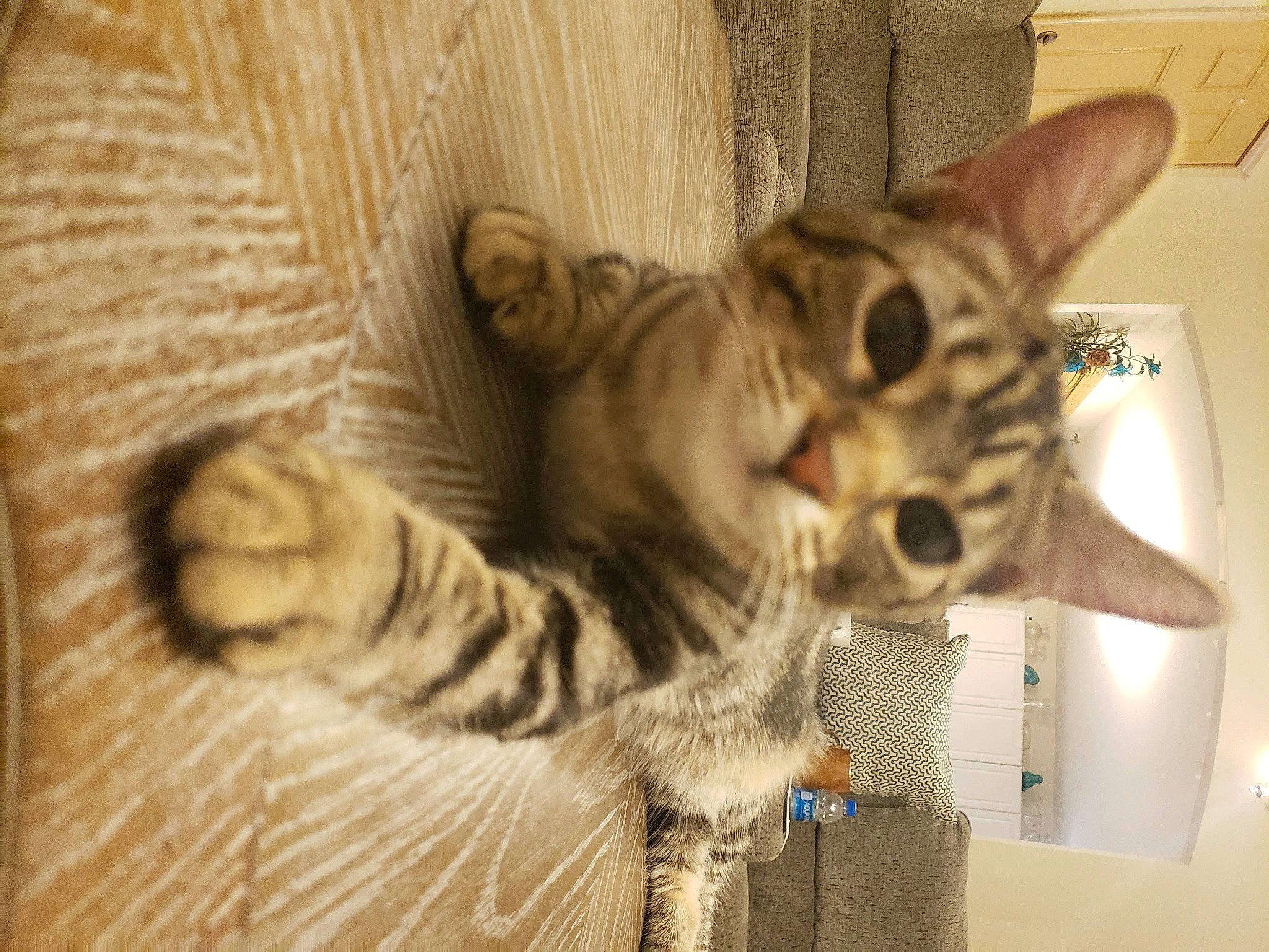 Nala is registered to the contest to win money with this photo: carnivore, cat, cat_bed, cat_supply, claw, comfort, domestic_short_haired_cat, fawn, felidae, fur, paw, small_to_medium_sized_cats, tail, terrestrial_animal, whiskers, wildlife, wood