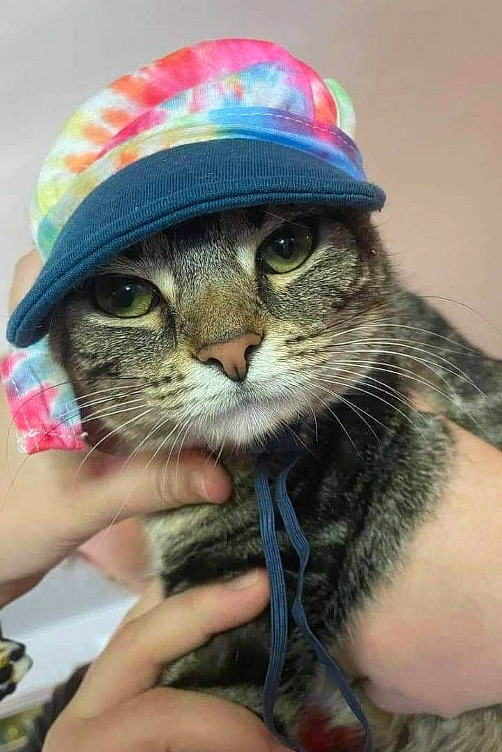 Nala is registered to the contest to win money with this photo: cap, carnivore, cat, domestic_short_haired_cat, fashion_accessory, fawn, felidae, finger, fur, gesture, glasses, grass, hand, hat, helmet, nail, plant, small_to_medium_sized_cats, snout, whiskers