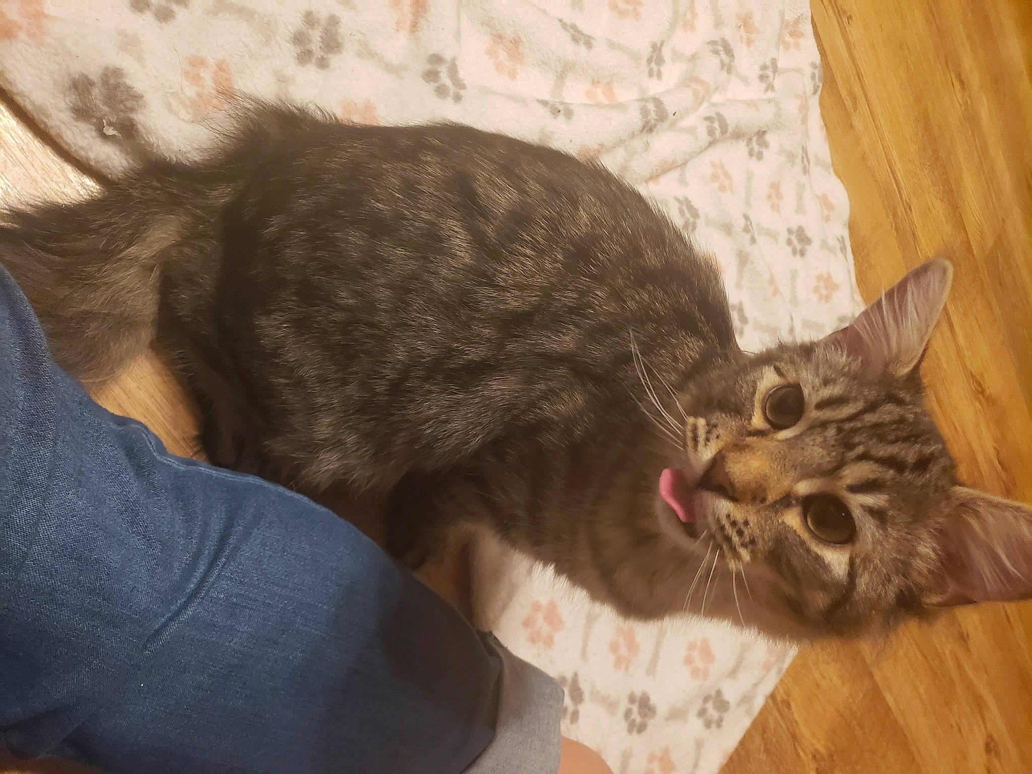 Pocket joined the competition — help win amazing prizes! carnivore, cat, comfort, denim, domestic_short_haired_cat, felidae, fur, laminate_flooring, small_to_medium_sized_cats, tail, vertebrate, whiskers, wood_flooring, wood_stain