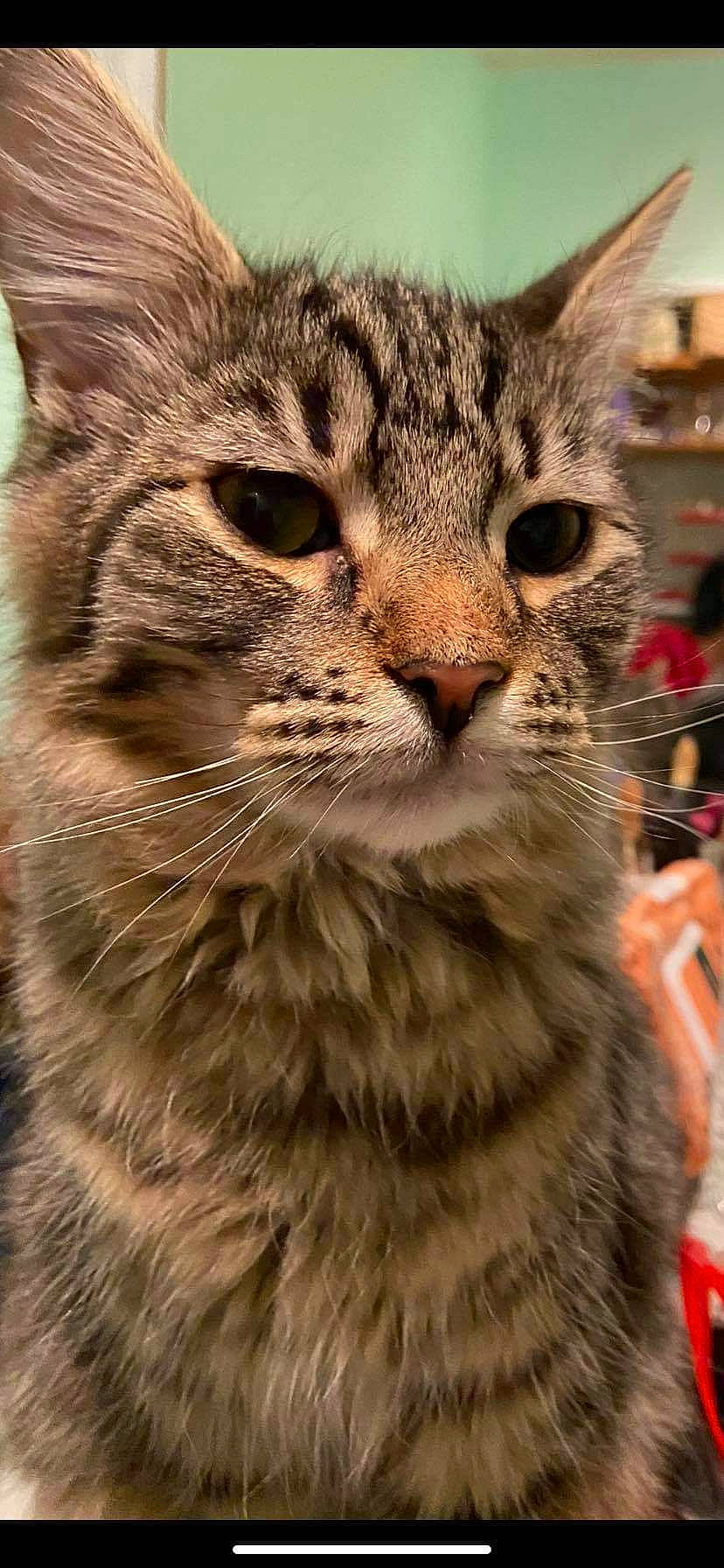 Pocket joined the competition — help win amazing prizes! carnivore, cat, collar, felidae, fur, iris, pet_supply, small_to_medium_sized_cats, snout, vertebrate, whiskers