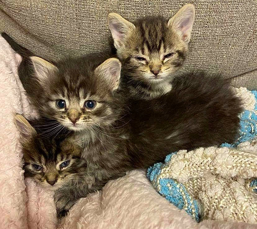 Pocket joined the competition — help win amazing prizes! aqua, beige, carnivore, cat, cat_supply, curious, domestic_short_haired_cat, fawn, felidae, fur, kitten, mammal, pet_supply, small_to_medium_sized_cats, snout, teal, turquoise, vertebrate, whiskers